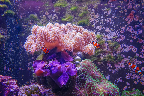 测试图 test_pic2：水下珊瑚礁场景，海葵、小丑鱼与紫色珊瑚，柔和散射光，大面积平滑色块