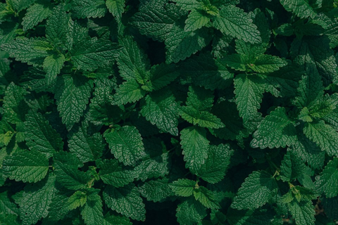 测试图 test_pic4：俯拍薄荷／荨麻叶丛，整体深绿单色调，规则叶脉纹理